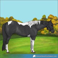Horse Color:Black Tobiano Rabicano