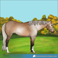 Horse Color:Gray Silver Bay Dun 