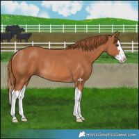 Horse Color:Chestnut Splash Rabicano 