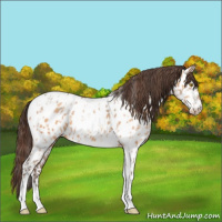 Horse Color:Amber Champagne Sabino Tobiano Near Leopard  and Amber Champagne Sabino Tobiano Near Leopard 