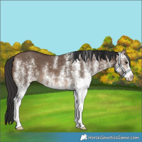 Horse Color:White Spotted Brown Dun 
