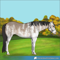 Horse Color:White Spotted Brown Dun 