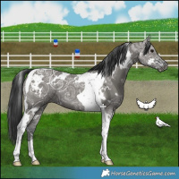 Horse Color:White Spotted Grullo Ice Tobiano 
