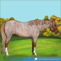 Horse Color:Red Roan 