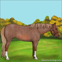 Horse Color:Red Roan 