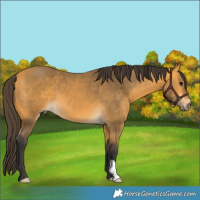 Horse Color:Buckskin 