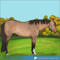 Horse Color:Bay Dun Rabicano 