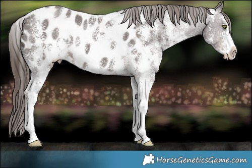 Horse Color:Liver Chestnut Sabino Appaloosa 