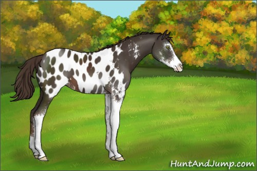 Horse Color:Liver Chestnut Sabino Appaloosa 