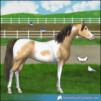 Horse Color:Buckskin Dun Tobiano Frame 