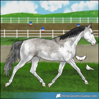 Horse Color:Grullo Ice Splash 