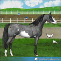 Horse Color:Midnight Grullo Ice Roan Frame