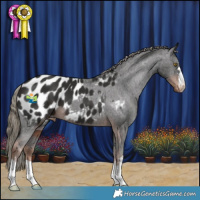 Horse Color:Liver Chestnut Appaloosa 