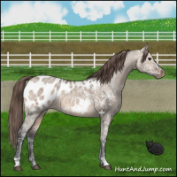 Horse Color:Brown Ice Dun Appaloosa 