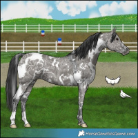 Horse Color:White Spotted Grullo Ice 