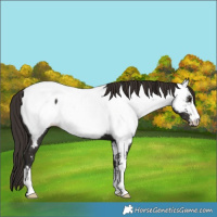 Horse Color:Liver Chestnut Near Fewspot
