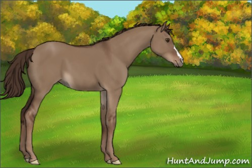 Horse Color:Liver Red Dun