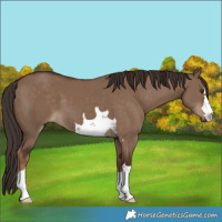 Horse Color:Liver Red Dun 