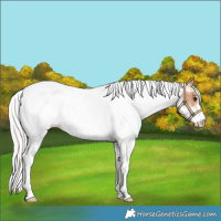 Horse Color:White Spotted Silver Bay Dun 