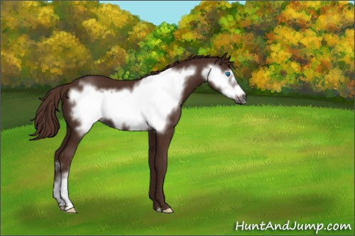 Horse Color:Gray Chestnut Frame 