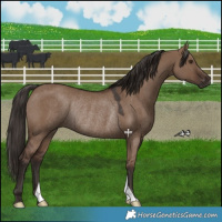 Horse Color:Liver Red Dun Rabicano 