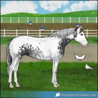 Horse Color:White Spotted Black Splash Tobiano Rabicano 