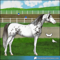 Horse Color:White Spotted Liver Chestnut Tobiano Near Leopard Rabicano 