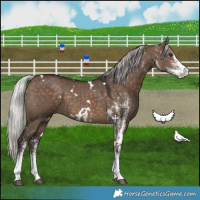 Horse Color:White Spotted Silver Brown Dun 