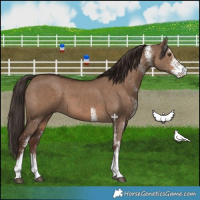 Horse Color:White Spotted Liver Red Dun 