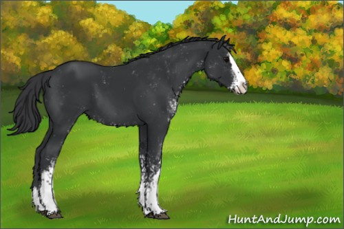 Horse Color:Black Sabino Splash