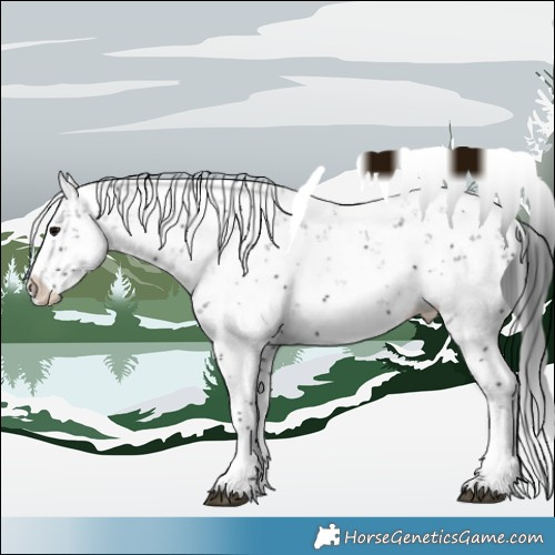 Horse Color:Black Sabino Splash 