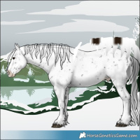 Horse Color:Black Sabino Splash