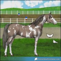 Horse Color:White Spotted Liver Red Dun Mushroom 