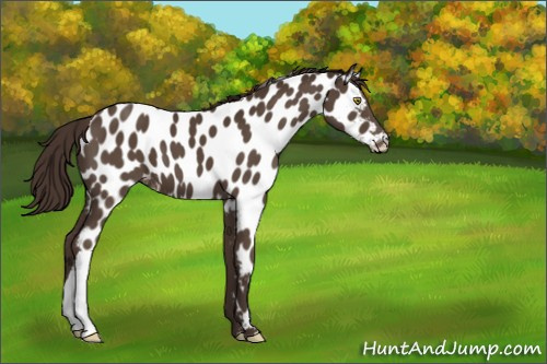 Horse Color:Liver Chestnut Appaloosa