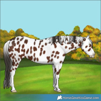 Horse Color:Liver Chestnut Leopard