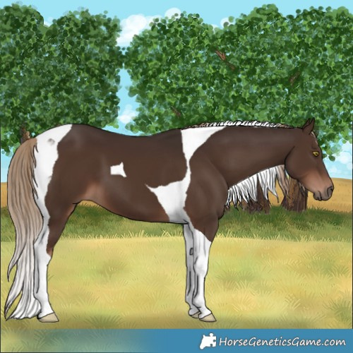 Horse Color:Liver Chestnut Tobiano 
