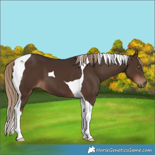 Horse Color:Liver Chestnut Tobiano 