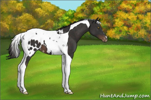 Horse Color:Liver Chestnut Tobiano Appaloosa 