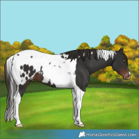 Horse Color:Liver Chestnut Tobiano Blanket 
