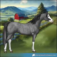 Horse Color:Blue Roan Splash 