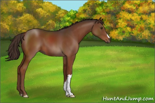 Horse Color:Liver Chestnut 