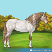Horse Color:Liver Red Dun Roan Tobiano