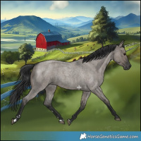 Horse Color:Grullo Roan 