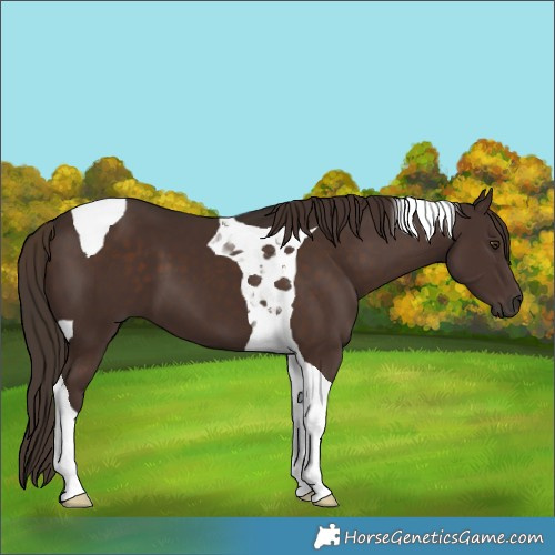 Horse Color:Liver Chestnut Tobiano 