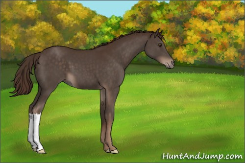 Horse Color:Liver Chestnut 