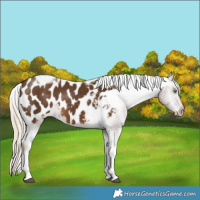 Horse Color:Chocolate Palomino Tobiano Blanket 
