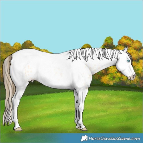 Horse Color:Buckskin Roan Splash Tobiano Appaloosa 