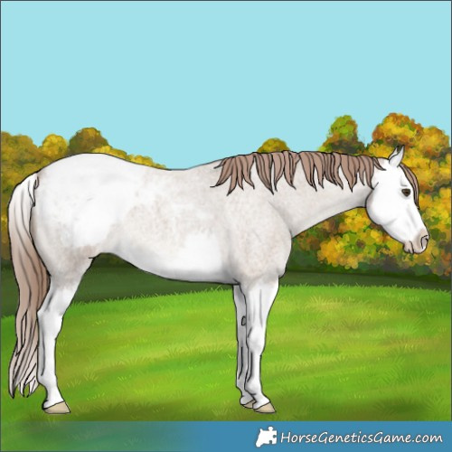 Horse Color:Classic Champagne Roan Splash Appaloosa 