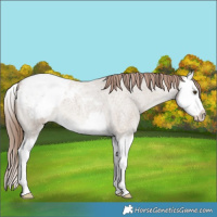 Horse Color:Classic Champagne Roan Splash Appaloosa 
