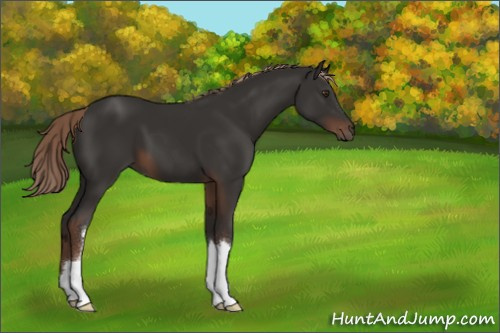 Horse Color:Liver Chestnut